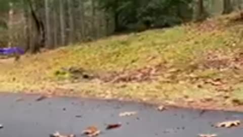 Funny pet moments 🤣