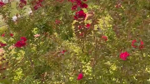 A small red flower