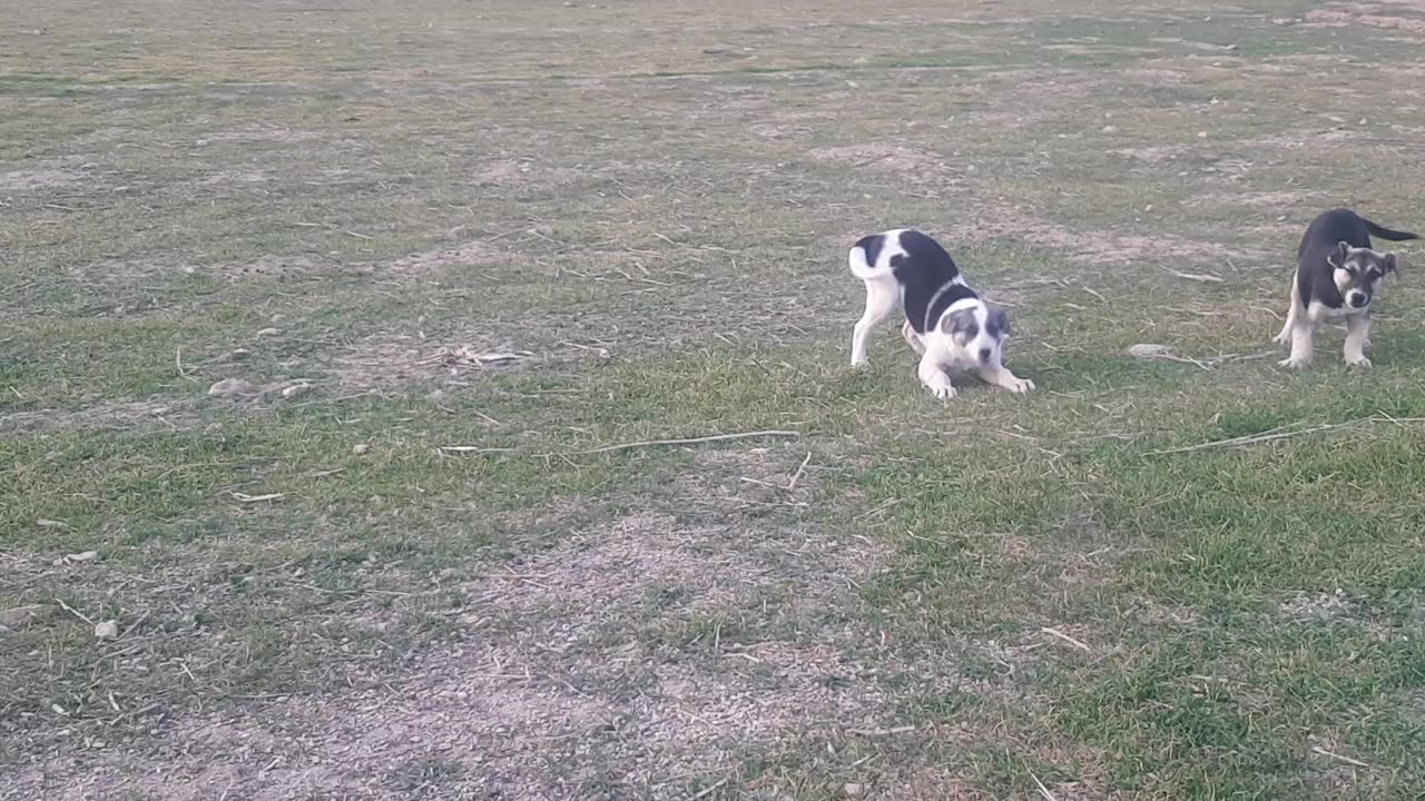 to welcome in fallow field