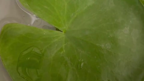 lotus leaf floating on water