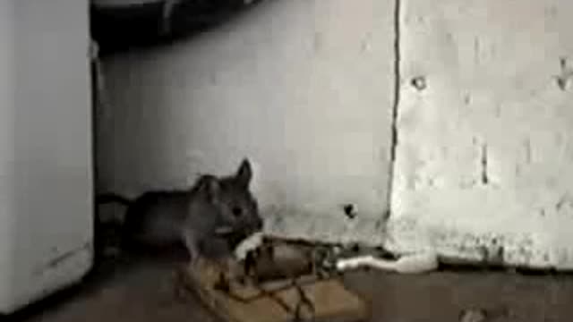 How to catch a mouse