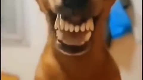 Funny animals