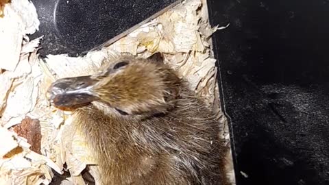 Two freshly hatched ducklings