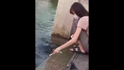 Crazy Animal Encounter