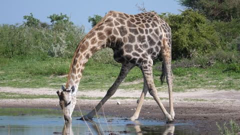 Giraffe drinking from a pond
