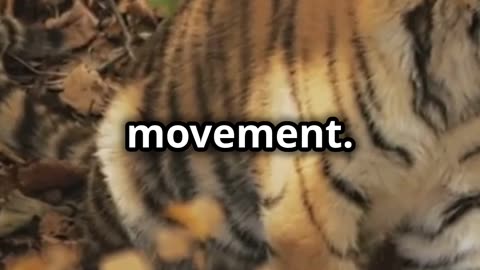 #29thJulyInternationalTigerDay