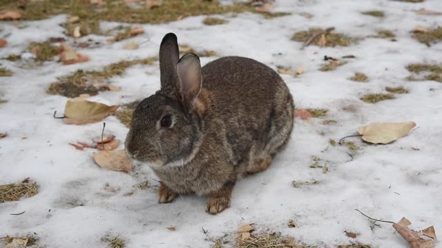 Rabbit Chewing Over The Snow 01