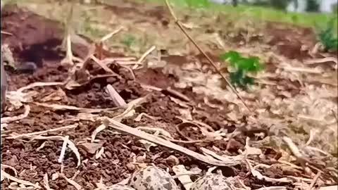 Mother bird goes home to hatch her eggs