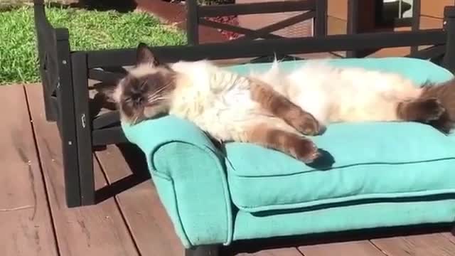 It’s so nice to be outside and feel the morning sun on my fur ☀️😸😻”