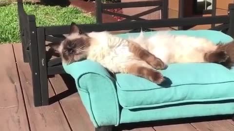 It’s so nice to be outside and feel the morning sun on my fur ☀️😸😻”