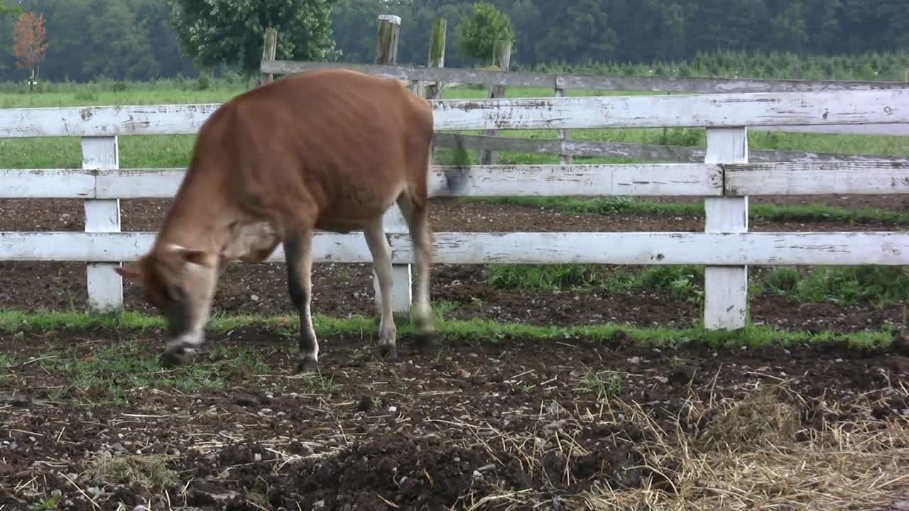 Single Cow in Field