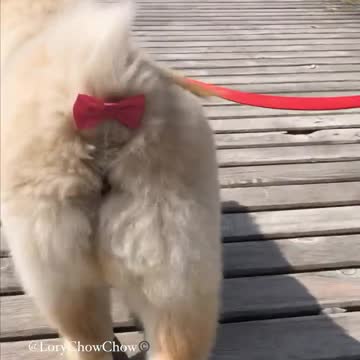 Computer Love Dog Training