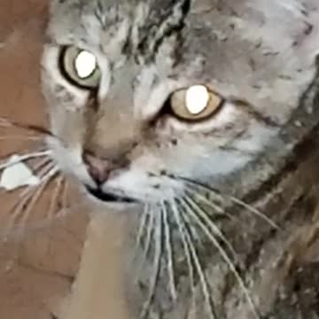 Cat 🐈cat🐈 chat 🐈chat🐈