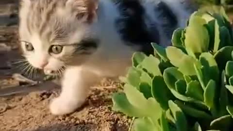 CAT CUTE - Cat's Cute and Funny Video Cute Doing Funny Things 2022