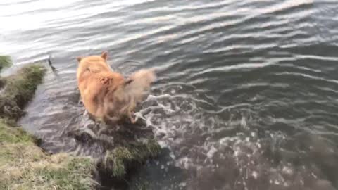 Funny dog likes to jump in the water