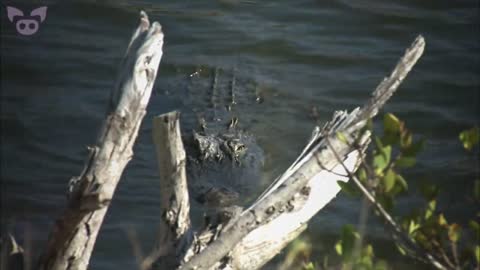 Paranormal Creatures Caught on Camera