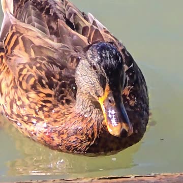 Duck quacking in the river / beautiful animal in the river.
