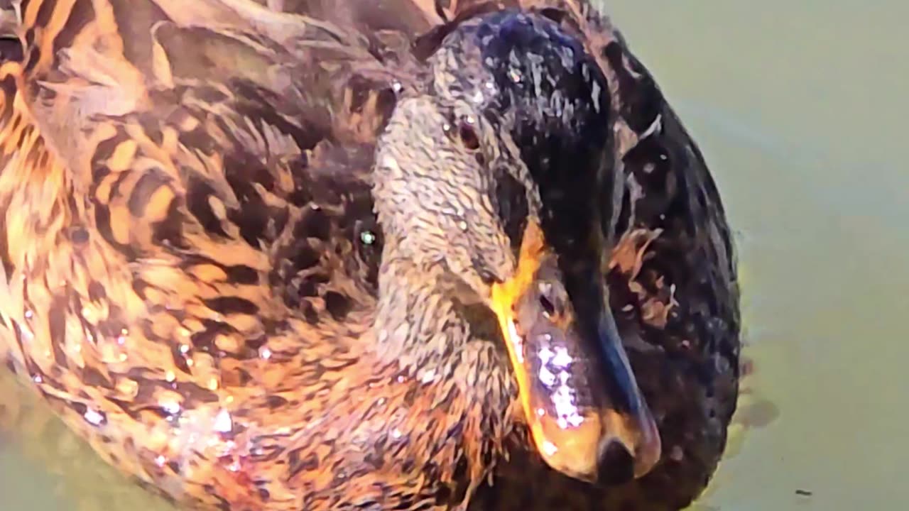 Duck quacking in the river / beautiful animal in the river.