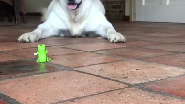 First time seeing frogi toy