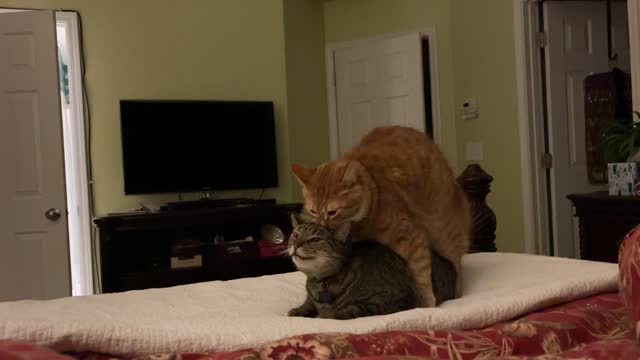 Boys at Play