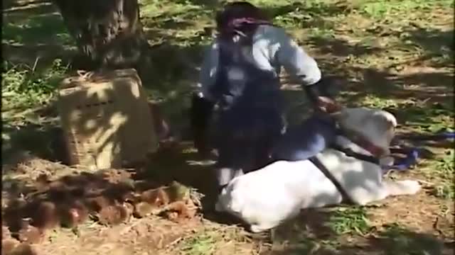 Intelligent monkey and his dog friend picking some fruit