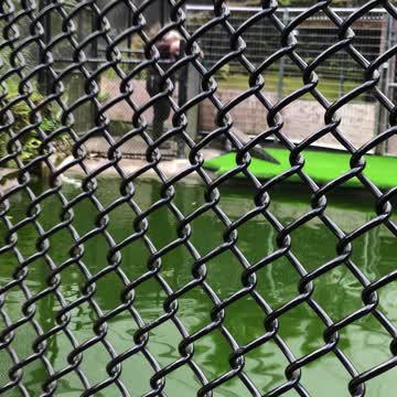 Panaewa Zoo alligator