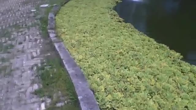 Filmando o lago e a planta aguapé no museu de ciências [Nature & Animals]