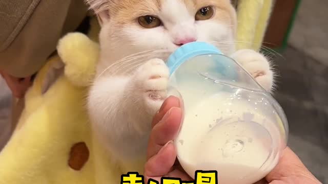 Trick his kitty!