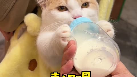 Trick his kitty!