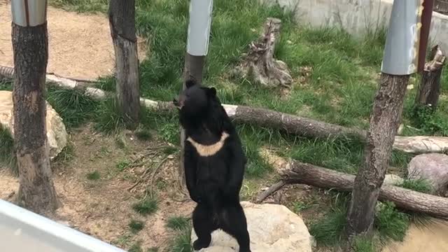 A dancing bear who wants to have a snack.