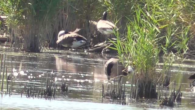 366 Toussaint Wildlife - Oak Harbor Ohio - Geese Enjoying The Day