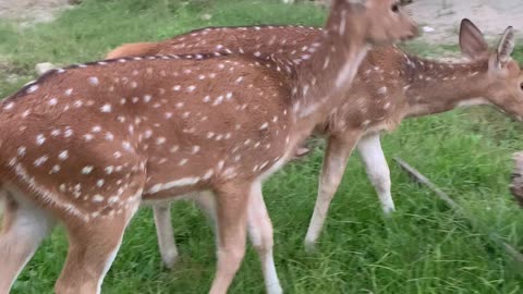 Deer in public