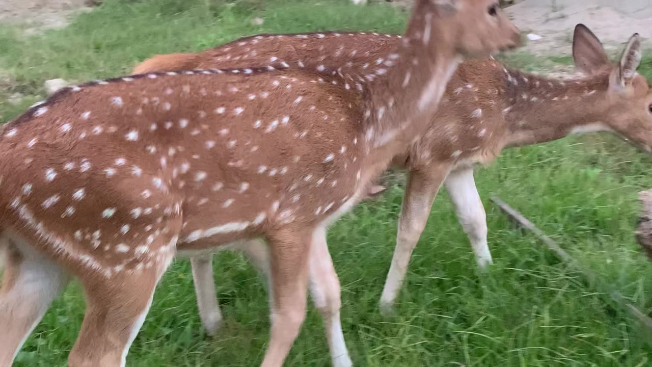 Deer in public