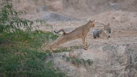 A jungle Cat Stand_off Jaklals......!!!