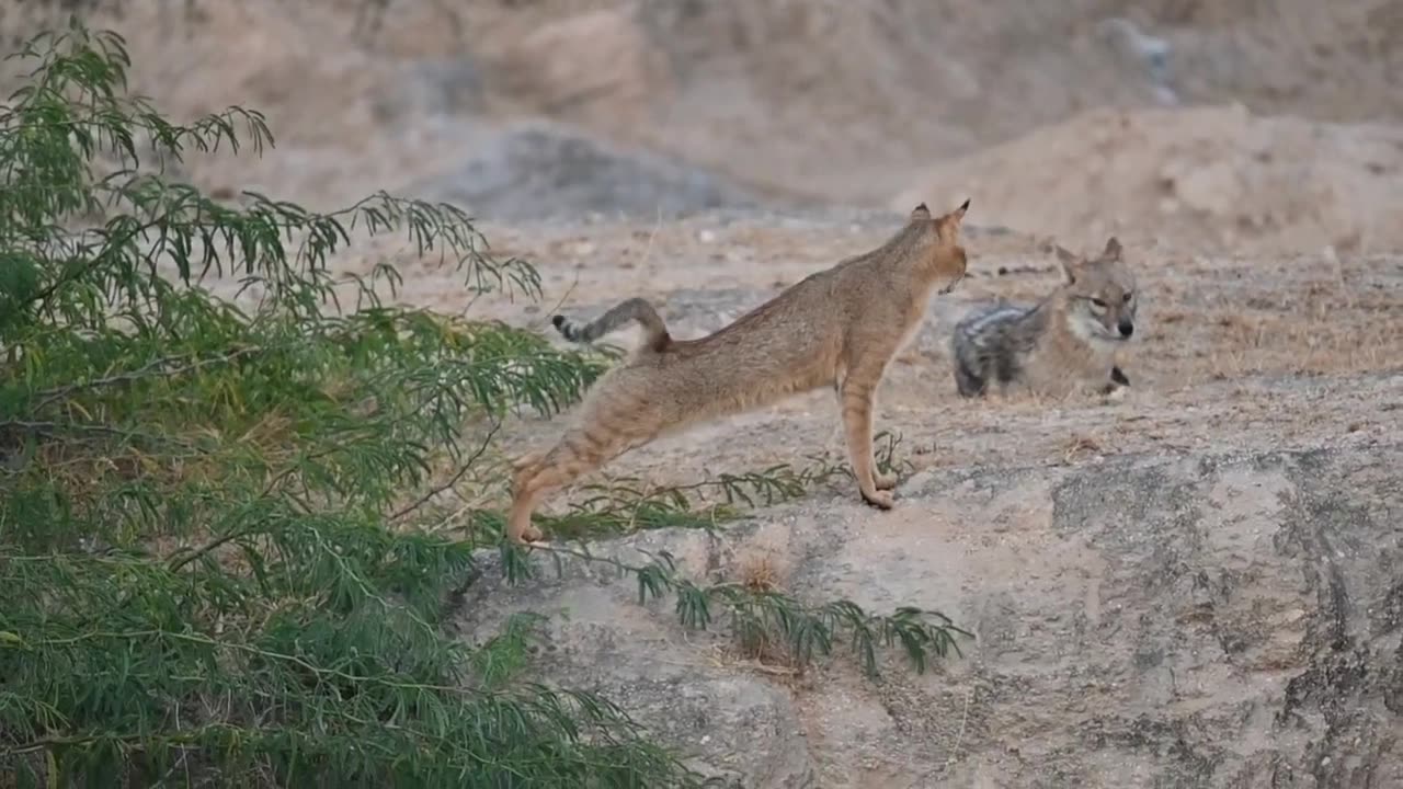 A jungle Cat Stand_off Jaklals......!!!