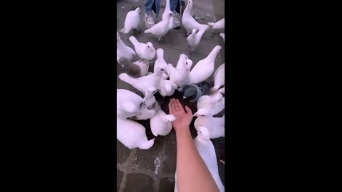 Funny moments-Animals clips |Hilarious