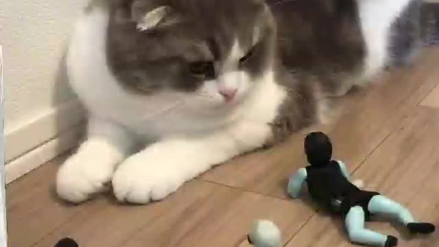 The Fany Cat Video, a Meme and the World