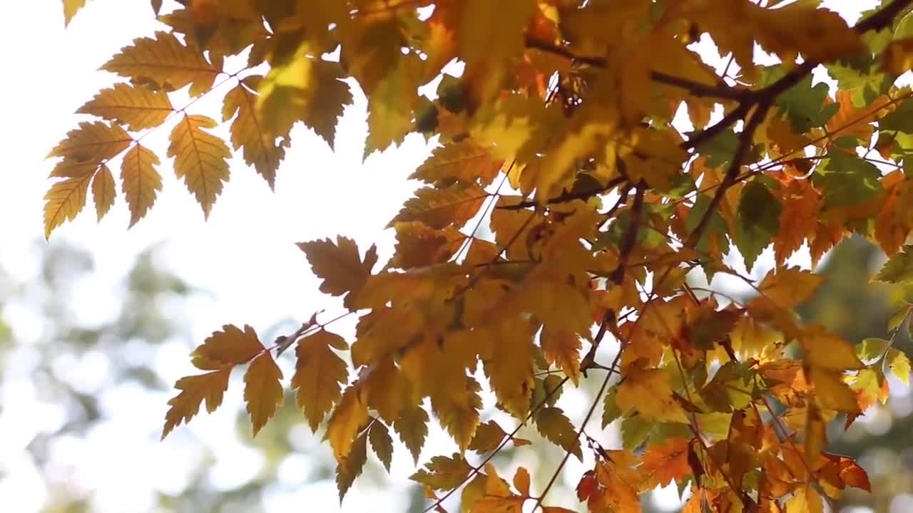 Relaxing Music | Sleeping, Meditation, Stress Relief | [267] ⭐️