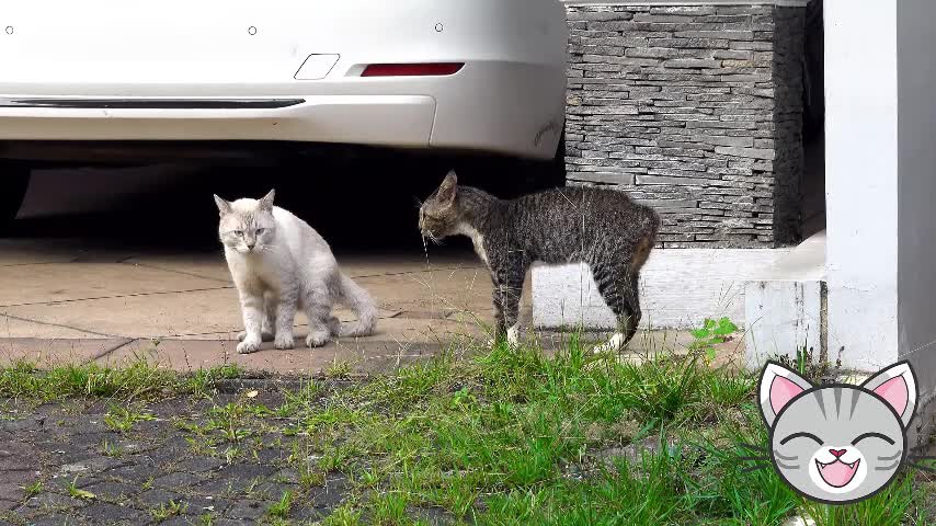 Cats fight to dispute the female.