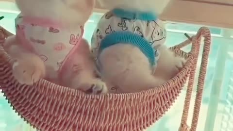 #cat