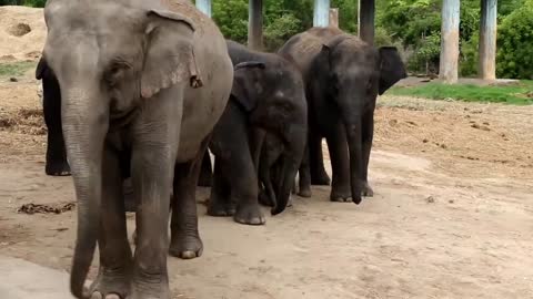 Elephant herd