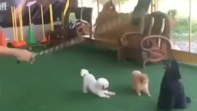 Cute little skilled puppies