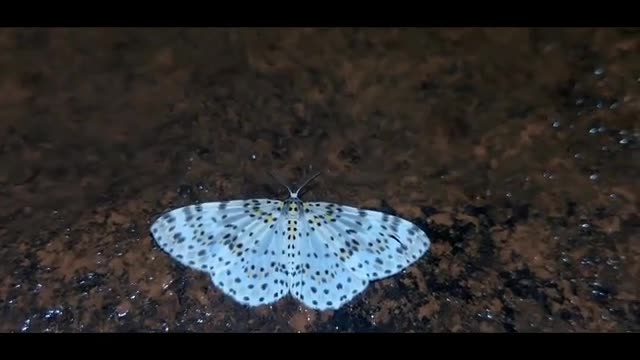 luminous butterfly