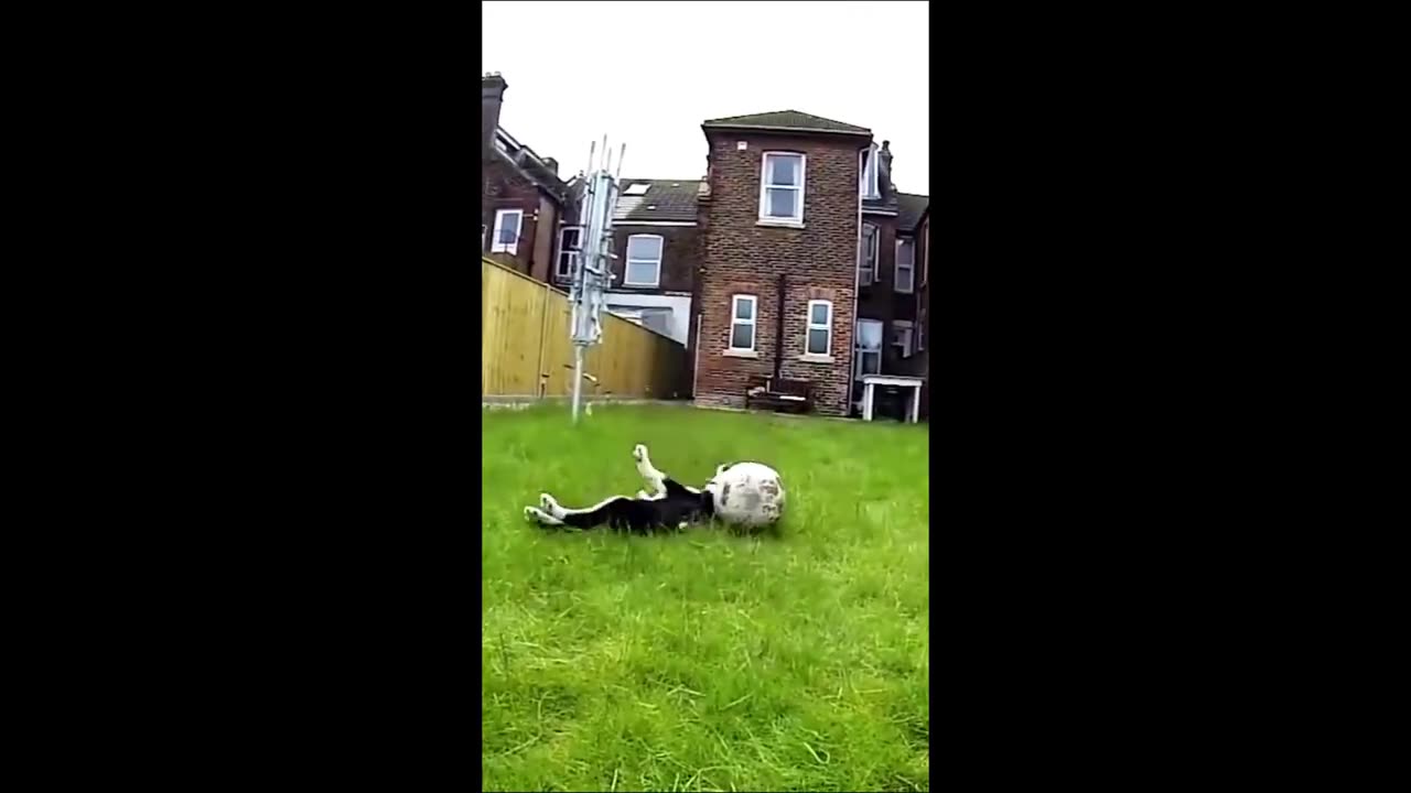 Funny animal videos 2023 Funny cats dogs Funny animals Happy Pets