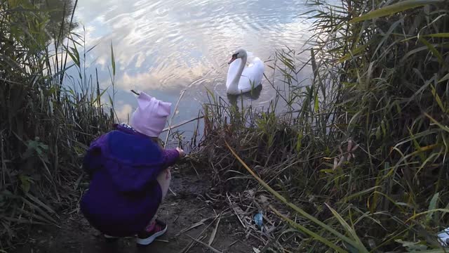 Swan on the river