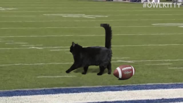 Black Cat Scores Touchdown