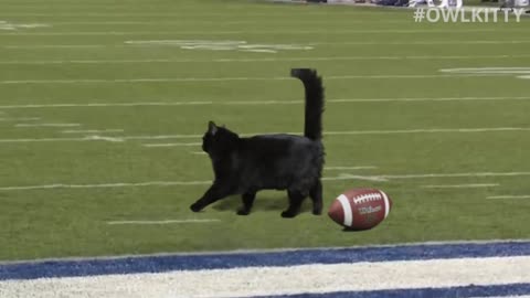 Black Cat Scores Touchdown