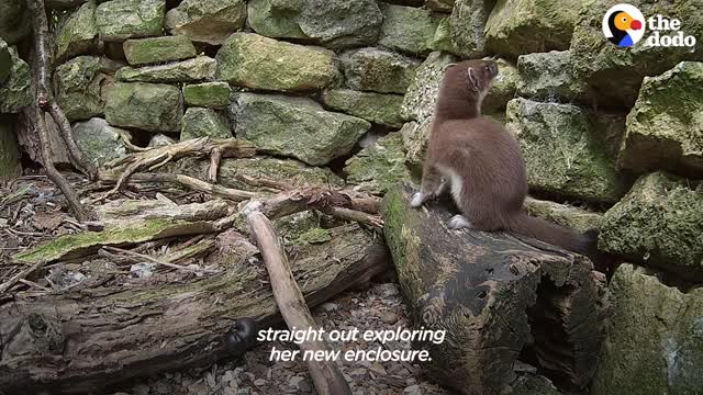 Tiny Baby Stoat Has The Best Reaction When She Meets Someone Like Her | The Dodo Little But Fierce