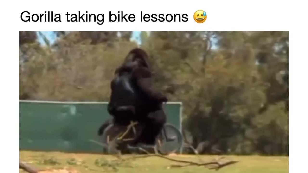 Gorilla on a bicycle riding it