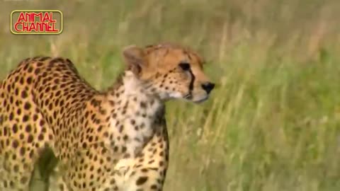 Most Amazing Big Cats Hunting Attack Compilation Cheetah Lions Jaguar Leopard